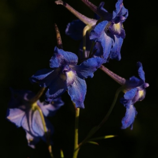 Delphinium grandiflorum